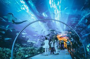Aquarium, Underwater Zoo